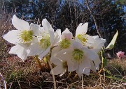 27 Helleborus niger (Ellebori) in piena fioritura belli bianchi